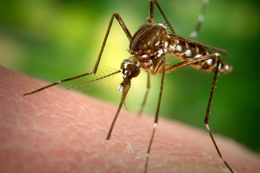 zika virus 001